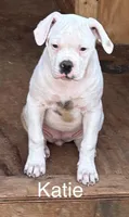 Katie, a female American Bulldog for sale in Martin, GA – Photo 6 of 8