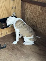 Katie, a female American Bulldog for sale in Martin, GA – Photo 5 of 8