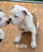 Katie, a female American Bulldog for sale in Martin, GA – Photo 8 of 8