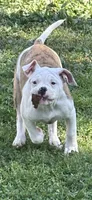 Katie, a female American Bulldog for sale in Martin, GA – Photo 1 of 8