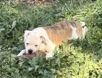 Katie, a female American Bulldog for sale in Martin, GA – Photo 3 of 8