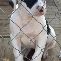 Female, a female American Bulldog for sale in Martin, GA – Photo 2 of 2