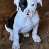Female, a female American Bulldog for sale in Martin, GA – Photo 1 of 2