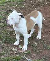 Penny, a female American Bulldog for sale in Martin, GA – Photo 5 of 6