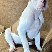 Penny, a female American Bulldog for sale in Martin, GA – Photo 2 of 6