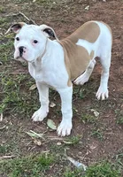 Penny, a female American Bulldog for sale in Martin, GA – Photo 6 of 6