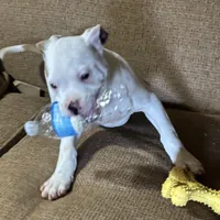 Penny, a female American Bulldog for sale in Martin, GA – Photo 4 of 6