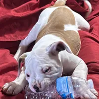 Penny, a female American Bulldog for sale in Martin, GA – Photo 1 of 6