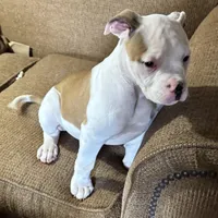 Penny, a female American Bulldog for sale in Martin, GA – Photo 3 of 6