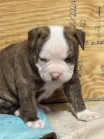 processed/813a53f4-5928-4d46-bbc7-4663a995a5ca/listing/f327da09-8d02-478c-90f4-e1665c4a9bed/6fd10ff6-00d4-462f-90f5-13ea95d255c3