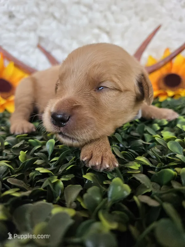 Grey collar  – Golden Retriever puppy for sale in Spring Branch, TX