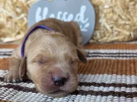 Purple collar , a female Golden Retriever for sale in Spring Branch, TX – 6 of 6