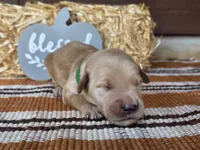 Green collar , a male Golden Retriever for sale in Spring Branch, TX – 4 of 5