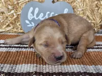 Purple collar , a female Golden Retriever for sale in Spring Branch, TX – 4 of 6