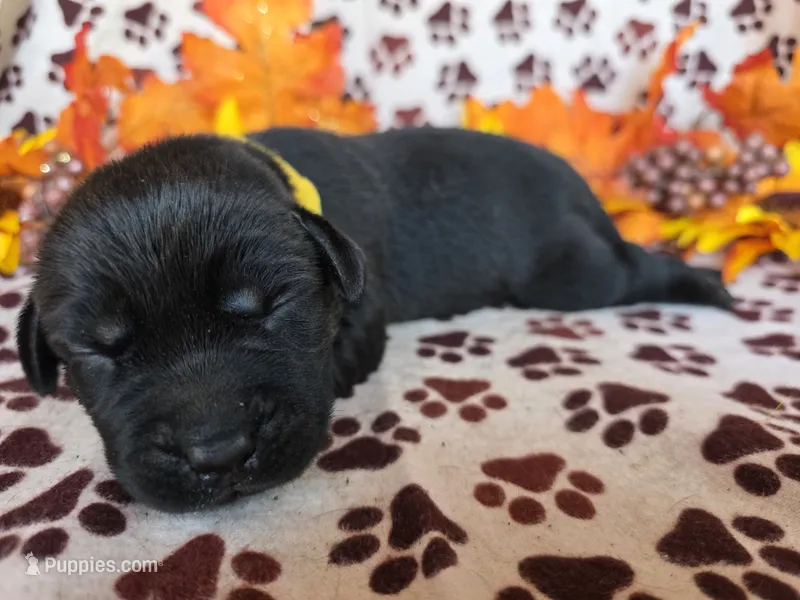 Yellow collar  – Labrador Retriever puppy for sale in Spring Branch, TX