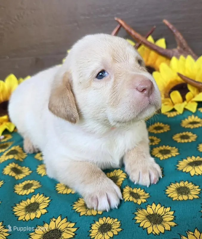 Orange collar – Labrador Retriever puppy for sale in Spring Branch, TX