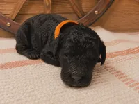 Orange collar, a male Poodle - Standard  for sale in Spring Branch, TX – 1 of 2