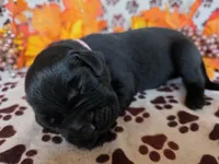 Pink collar , a female Labrador Retriever for sale in Spring Branch, TX – 2 of 4