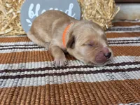Orange collar, a male Golden Retriever for sale in Spring Branch, TX – 5 of 5