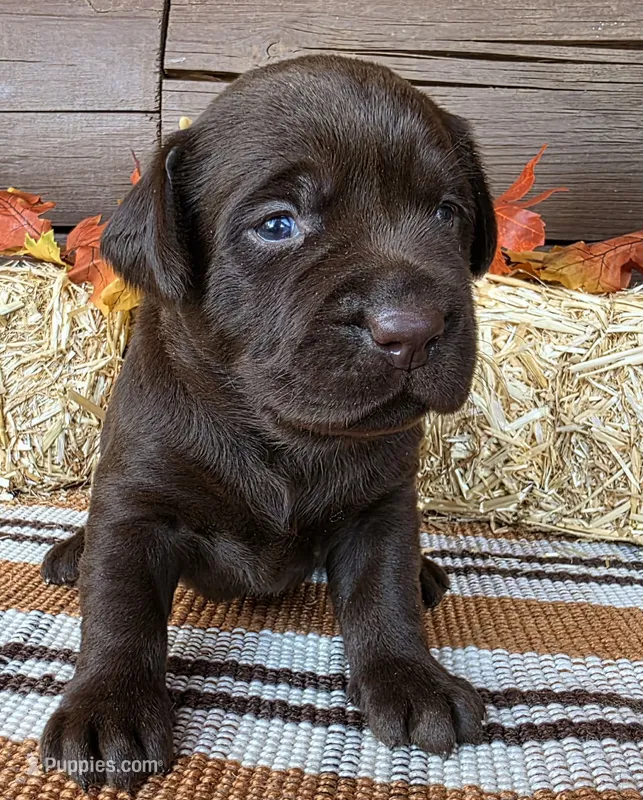 Pink collar – Labrador Retriever puppy for sale in Spring Branch, TX