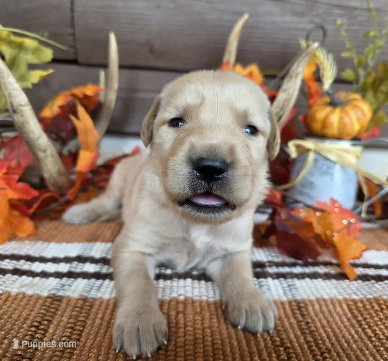 Blue collar  – Golden Retriever puppy for sale in Spring Branch, TX