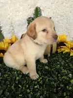 Black collar , a male Labrador Retriever for sale in Spring Branch, TX – 2 of 6