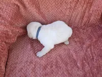 Blue collar , a male Labrador Retriever for sale in Spring Branch, TX – 4 of 6
