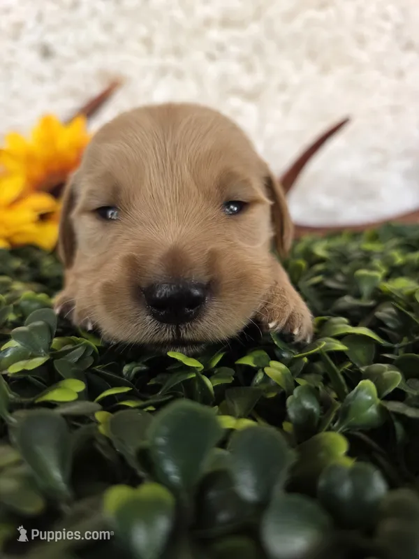 Green collar  – Golden Retriever puppy for sale in Spring Branch, TX