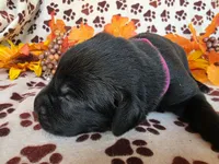 Dark pink collar, a female Labrador Retriever for sale in Spring Branch, TX – 3 of 5