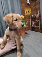 Zowie, a female Golden Retriever for sale in Spring Branch, TX – 3 of 6