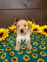 Green collar, a female Golden Retriever for sale in Spring Branch, TX – 3 of 5