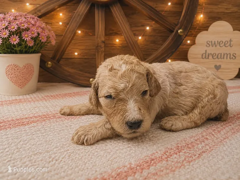 Red collar – Poodle - Standard  puppy for sale in Spring Branch, TX