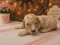 Red collar, a male Poodle - Standard  for sale in Spring Branch, TX – 1 of 3