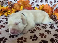 Black collar , a male Labrador Retriever for sale in Spring Branch, TX – 3 of 4