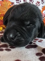 Purple collar , a female Labrador Retriever for sale in Spring Branch, TX – 3 of 5