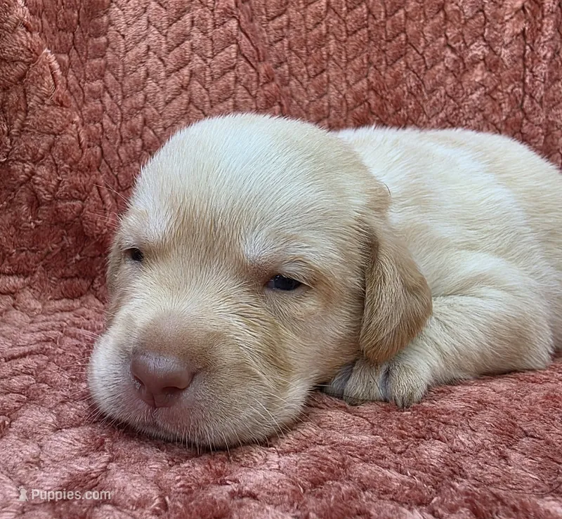 Orange collar – Labrador Retriever puppy for sale in Spring Branch, TX