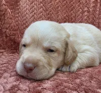 Orange collar, a male Labrador Retriever for sale in Spring Branch, TX – 1 of 5