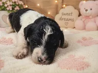 Teal collar , a female Poodle - Standard  for sale in Spring Branch, TX – 2 of 2
