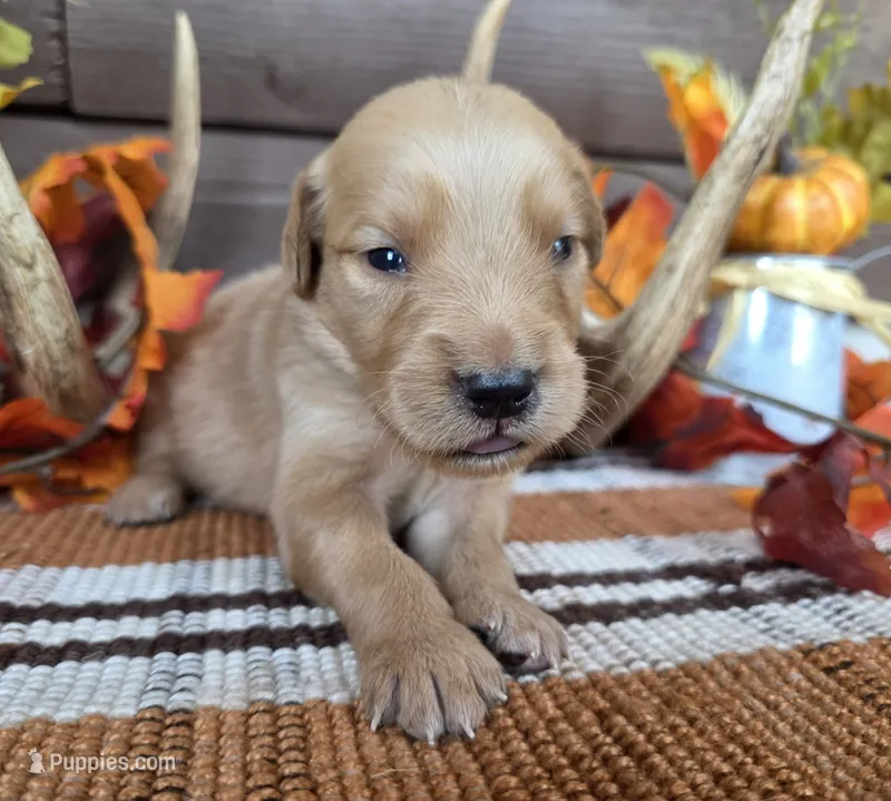 Grey collar  – Golden Retriever puppy for sale in Spring Branch, TX