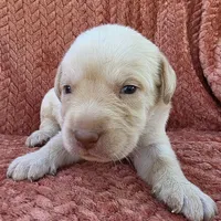 Blue collar , a male Labrador Retriever for sale in Spring Branch, TX – 5 of 6