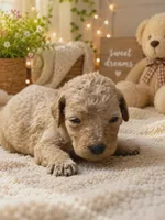 Yellow collar, a female Poodle - Standard  for sale in Spring Branch, TX – 2 of 2