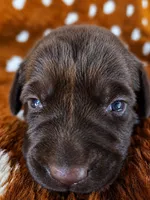 Pink collar, a female Labrador Retriever for sale in Spring Branch, TX – 2 of 3