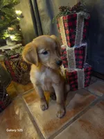 Zowie , a female Golden Retriever for sale in Spring Branch, TX – 2 of 9