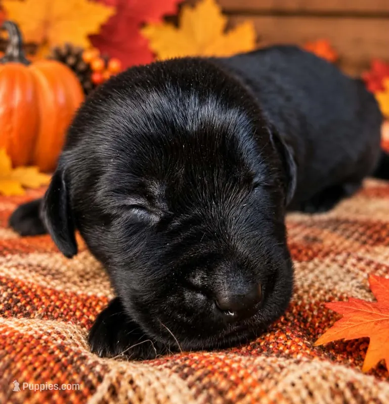 Red collar  – Labrador Retriever puppy for sale in Spring Branch, TX