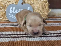Green collar , a male Golden Retriever for sale in Spring Branch, TX – 3 of 5