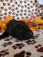 Purple collar , a female Labrador Retriever for sale in Spring Branch, TX – 4 of 5