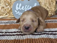 Purple collar , a female Golden Retriever for sale in Spring Branch, TX – 5 of 6