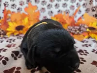 Yellow collar , a female Labrador Retriever for sale in Spring Branch, TX – 4 of 4