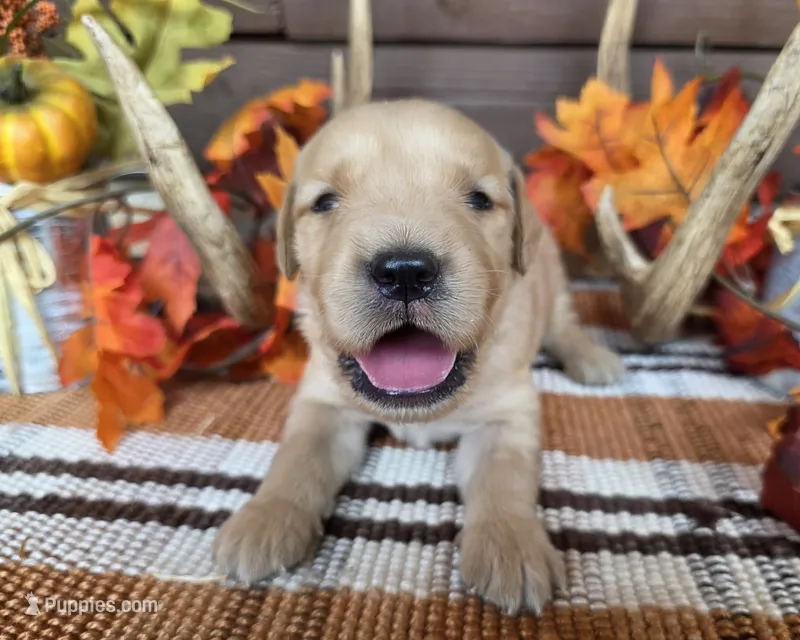 Orange collar – Golden Retriever puppy for sale in Spring Branch, TX