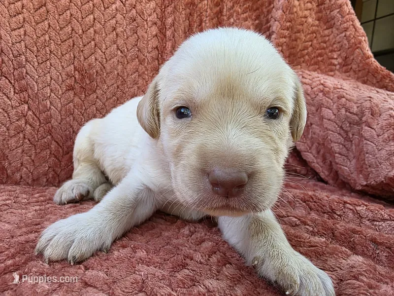 Blue collar  – Labrador Retriever puppy for sale in Spring Branch, TX